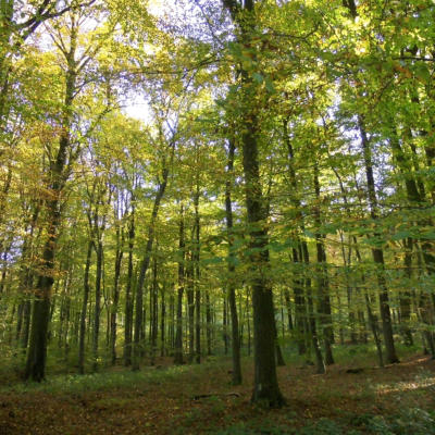 Wald in Senden, Münster & Umgebung